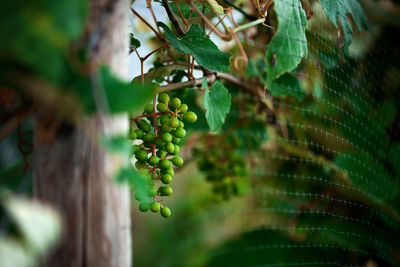 Organic grapes from a grape vine on a trellis