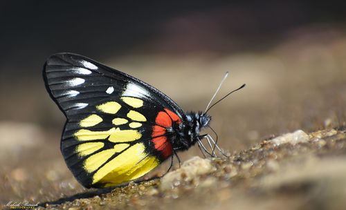 Butterfly on flower