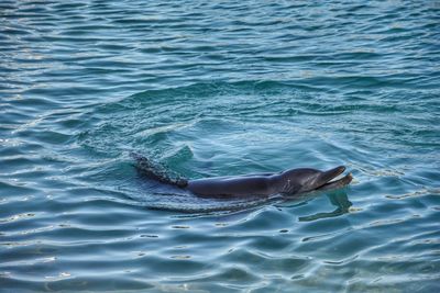 High angle view of dolphin swimming in sea