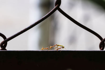 Close-up of ants on railing