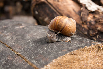 Close-up of snail