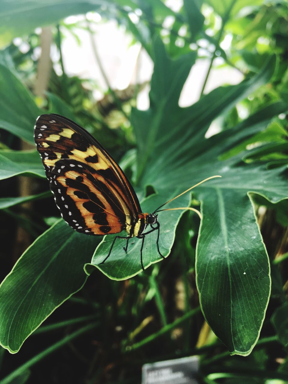 CLOSE-UP OF BUTTERFLY PERCHING ON PLANT