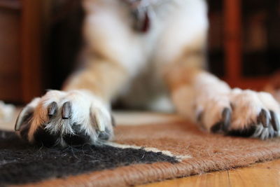 Close up of dog paw