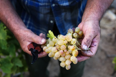 Midsection of man holding grapes at farm