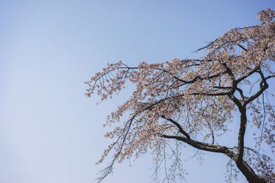 Low angle view of flowering plant against clear blue sky