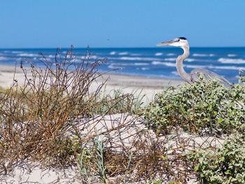 View of bird on beach against sky