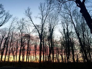 Silhouette trees against sky during sunset