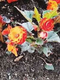 High angle view of fresh flowers blooming in water