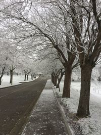 View of trees on road