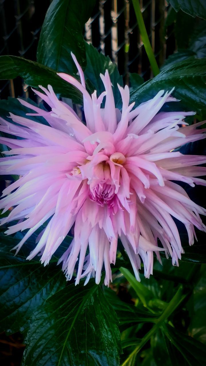 CLOSE-UP OF PINK FLOWERING PLANTS