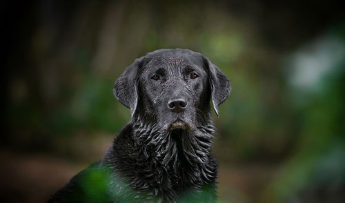 Close-up portrait of a dog