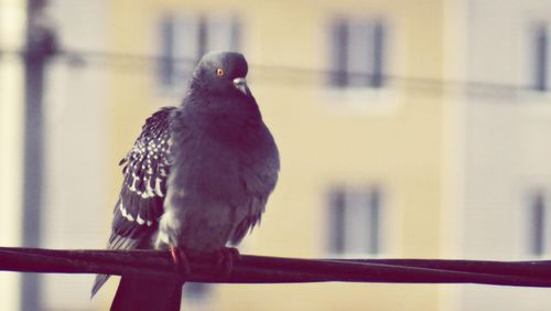 Close-up of bird perching on railing