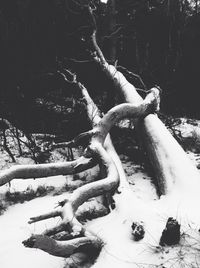 Trees in the dark