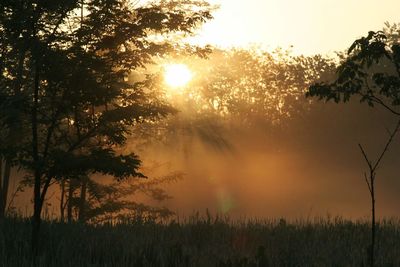 Sunlight streaming through silhouette trees on field against sky at sunset