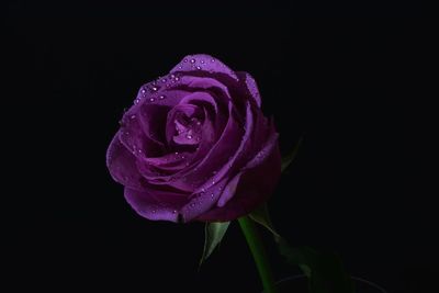 Close-up of rose against black background