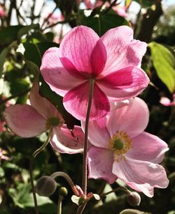 Close-up of pink flowers blooming outdoors