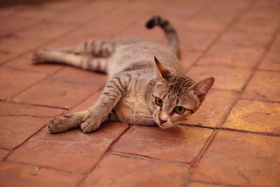 Portrait of cat lying down