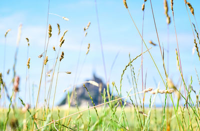 Detail of grass in the foreground, with the defocused silhouette of mont saint michel, 