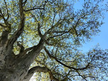 Low angle view of tree against sky