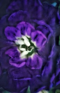 Close-up of purple flowering plant