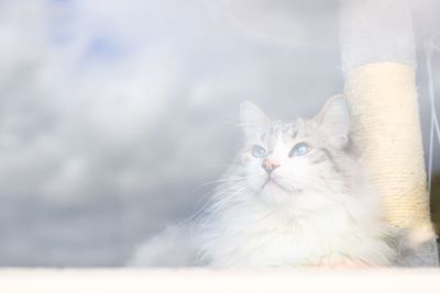 Close-up portrait of white cat