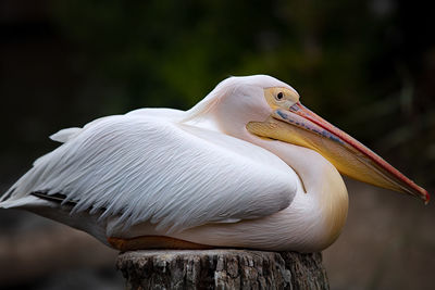 Close-up of pelican