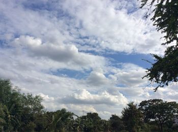 Low angle view of trees against sky