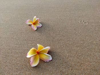 High angle view of yellow flowering plant on sand