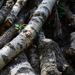 Full frame shot of tree trunk