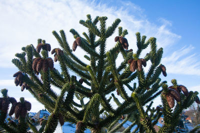 Low angle view of tree branch against sky