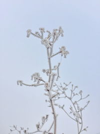 Low angle view of bare tree against clear sky