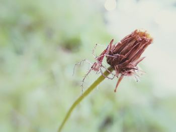 Close-up of insect on plant