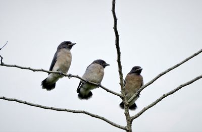 Low angle view of birds perching on tree against sky