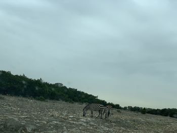 View of horse on field against sky