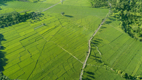 Scenic view of agricultural field