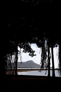 Trees on beach against sky