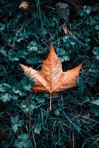 High angle view of dry maple leaf on land