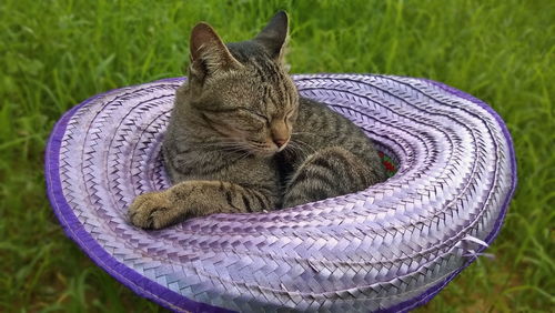 Close-up of a cat sleeping on grass