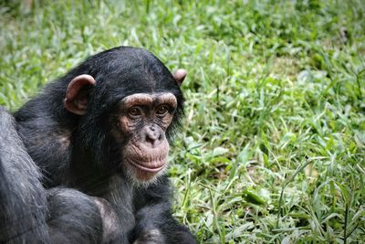 Close-up of chimpanzee on grassy field