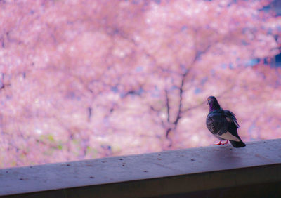 Close-up of bird perching on wood