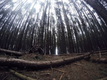 Trees growing on landscape