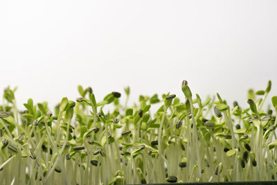 Close-up of crops on field against sky