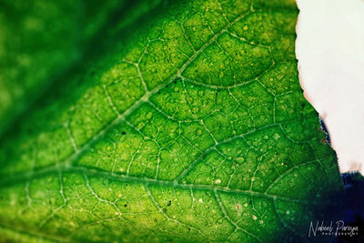 Close-up of fresh green leaf