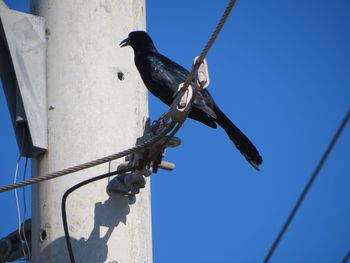 Low angle view of bird perching on cable against clear blue sky