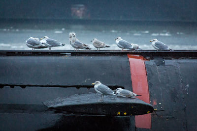 Seagulls on boat in river