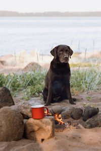 A chocolate retriever dog walks by the outdoors next to the fire.  traveling with a pet