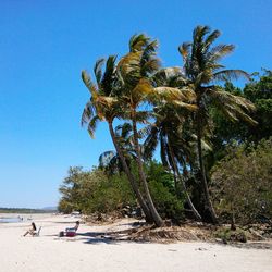 Palm trees on beach against clear blue sky