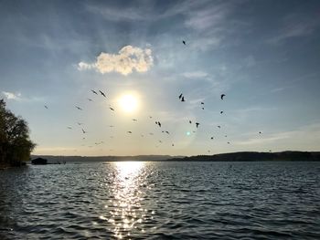 Silhouette birds flying over sea against sky during sunset