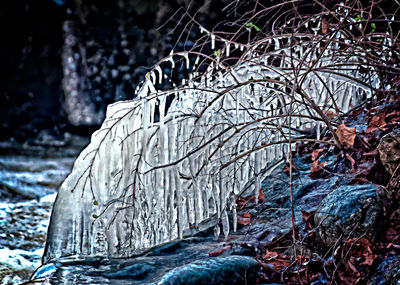 Close-up of frozen tree