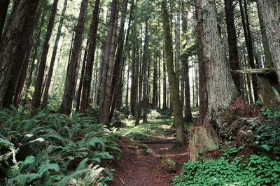 Trees in forest